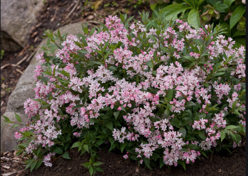 Deutzia 'Yuki Cherry Blossom' ®  v. 18