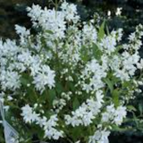 Deutzia 'Yuki Snowflake' ®  v. 18