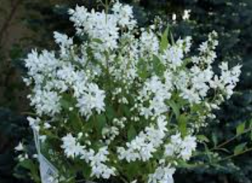 Deutzia 'Yuki Snowflake' ®  v. 18