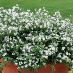 Deutzia 'Yuki Snowflake' ®  v. 18