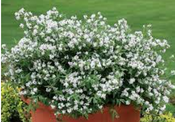 Deutzia 'Yuki Snowflake' ®  v. 18
