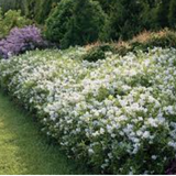 Deutzia 'Yuki Snowflake' ®  v. 18