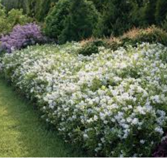 Deutzia 'Yuki Snowflake' ®  v. 18