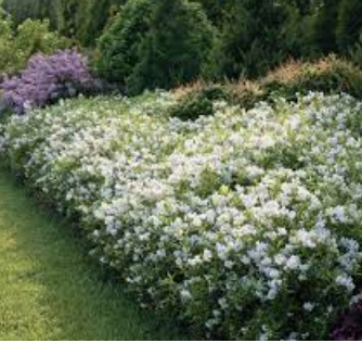 Deutzia 'Yuki Snowflake' ®  v. 18