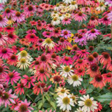 Echinacea Sunrise v.14