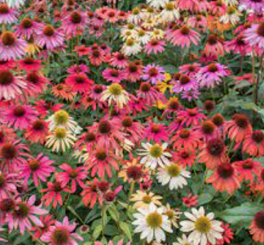 Echinacea Sunrise v.14