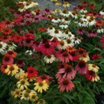 Echinacea Sunrise v.14