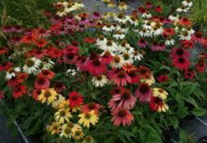 Echinacea Sunrise v.14