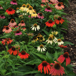 Echinacea Sunrise v.14