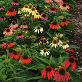 Echinacea Sunrise v.14