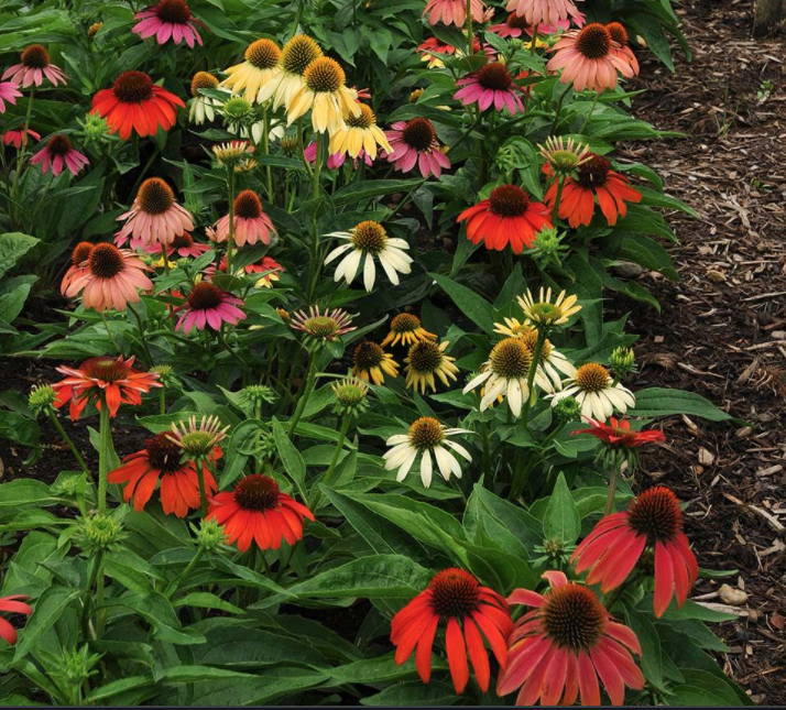 Echinacea Sunrise v.14