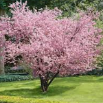 Prunus  accolade v.19