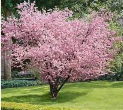 Prunus  accolade v.19