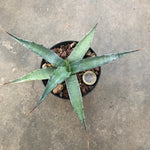 Agave Macroculmis Carneros resistenza - 17° cm. 20