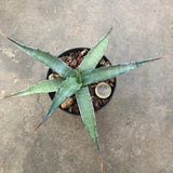 Agave Macroculmis Carneros resistenza - 17° cm. 20