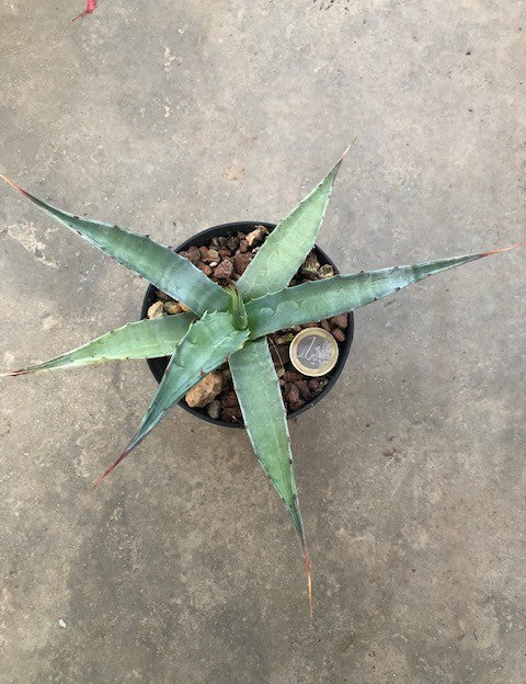 Agave Macroculmis Carneros resistenza - 17° cm. 20