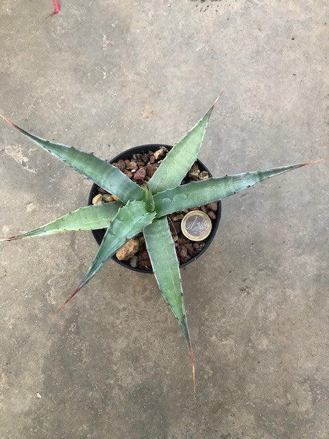 Agave Macroculmis Carneros resistenza - 17° cm. 20
