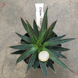 Agave Ocahui Ocahui cm. 15/16 resistenza - 15° gradi
