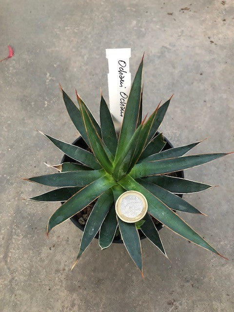 Agave Ocahui Ocahui cm. 15/16 resistenza - 15° gradi