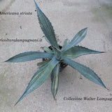 Agave americana cv. striata cm. 40 piante perfette