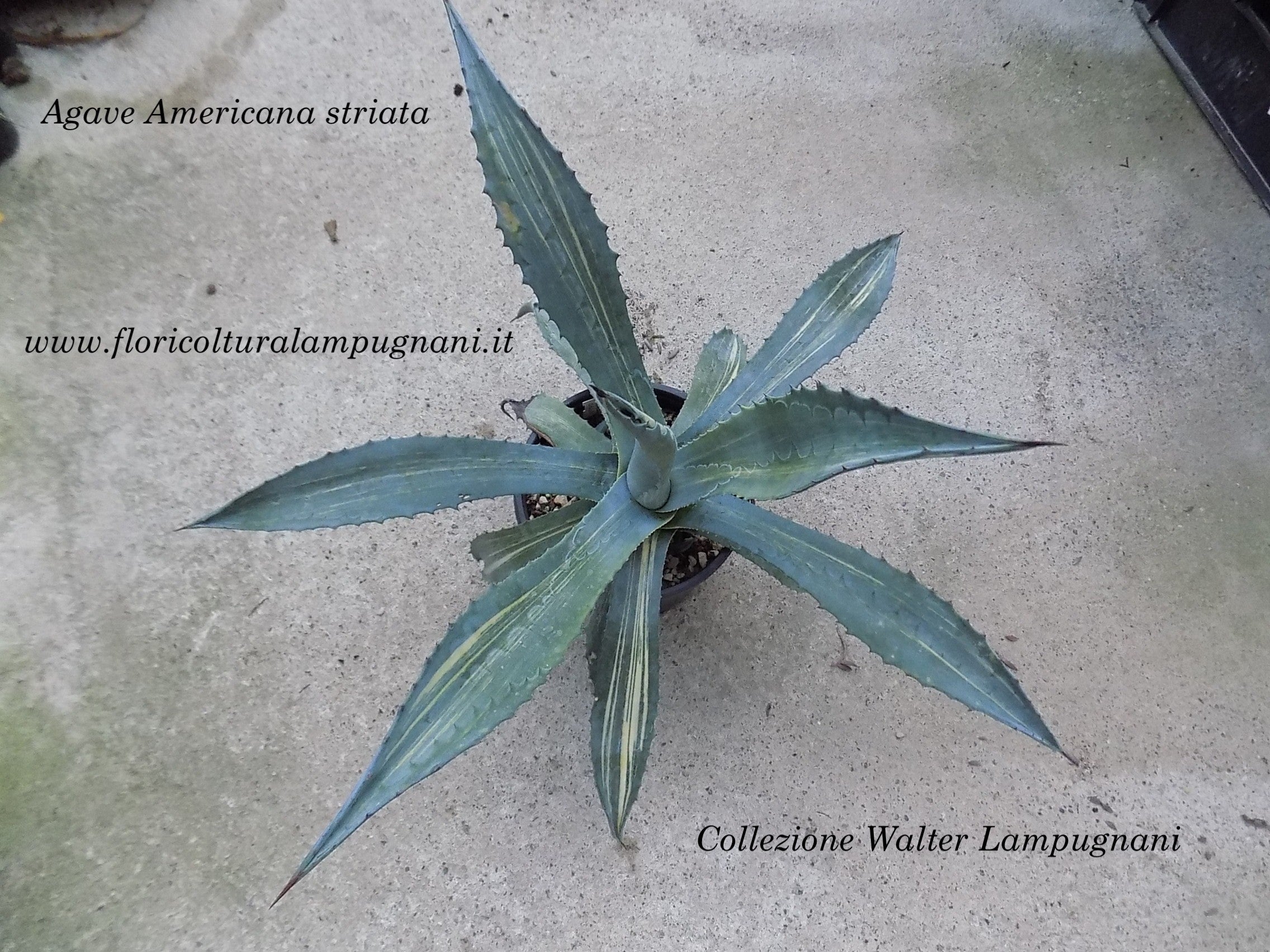 Agave americana cv. striata cm. 40 piante perfette