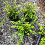 Lonicera nitida maigrun vaso 12