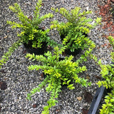 Lonicera nitida maigrun vaso 12