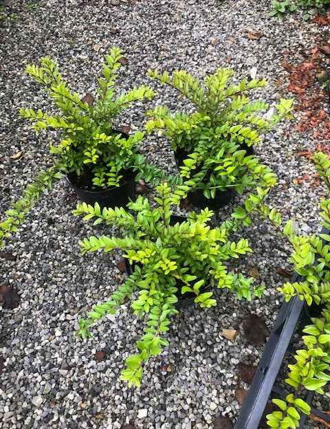 Lonicera nitida maigrun vaso 12