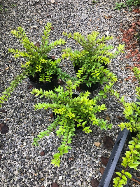 Lonicera nitida maigrun vaso 12