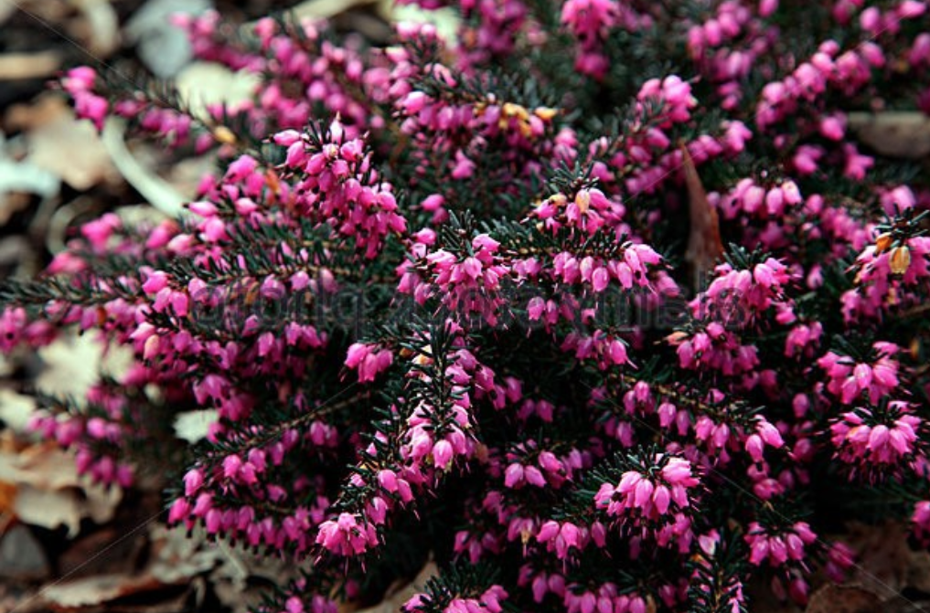 Erica darleyensis Kramer’s Rote vaso 13/14 -- 5/6 piante x m2