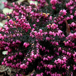 Erica darleyensis Kramer’s Rote vaso 13/14 -- 5/6 piante x m2