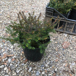 Erica darleyensis Kramer’s Rote vaso 13/14 -- 5/6 piante x m2