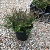 Erica darleyensis Kramer’s Rote vaso 13/14 -- 5/6 piante x m2