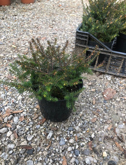 Erica darleyensis Kramer’s Rote vaso 13/14 -- 5/6 piante x m2