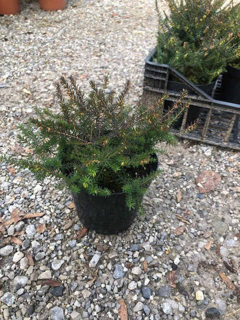 Erica darleyensis Kramer’s Rote vaso 13/14 -- 5/6 piante x m2