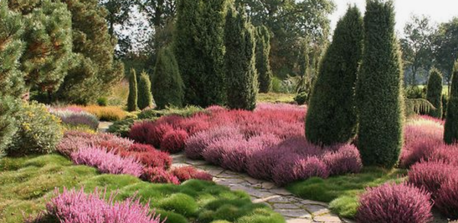 Erica darleyensis Kramer’s Rote vaso 13/14 -- 5/6 piante x m2