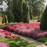 Erica darleyensis Kramer’s Rote vaso 13/14 -- 5/6 piante x m2