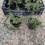 Cotoneaster microphyllus sterib's findling vaso 13