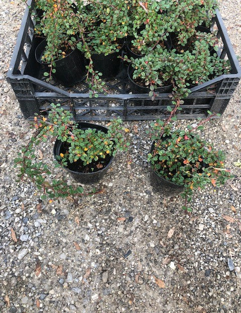 Cotoneaster microphyllus sterib's findling vaso 13
