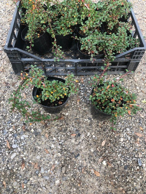 Cotoneaster microphyllus sterib's findling vaso 13