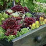 Sempervivum ciliosum var. Borisii. vaso 10