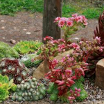 Sempervivum ciliosum var. Borisii. vaso 10