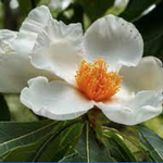 Franklinia alatamaha cm. 80/100