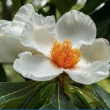 Franklinia alatamaha cm. 80/100