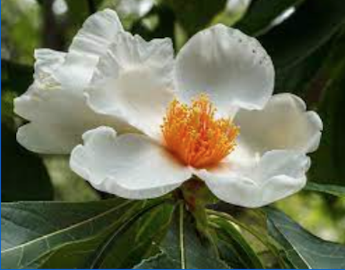 Franklinia alatamaha cm. 80/100