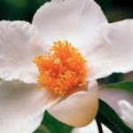 Franklinia alatamaha cm. 80/100