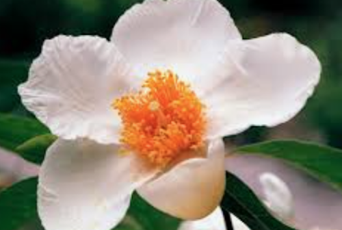 Franklinia alatamaha cm. 80/100