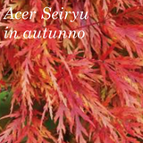 Acer Palmatum seiryu  cm.80/100