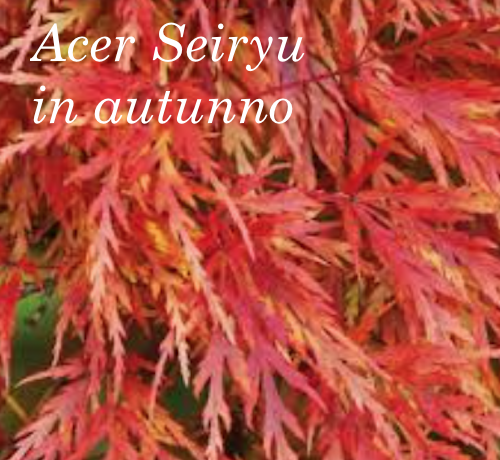 Acer Palmatum seiryu  cm.80/100
