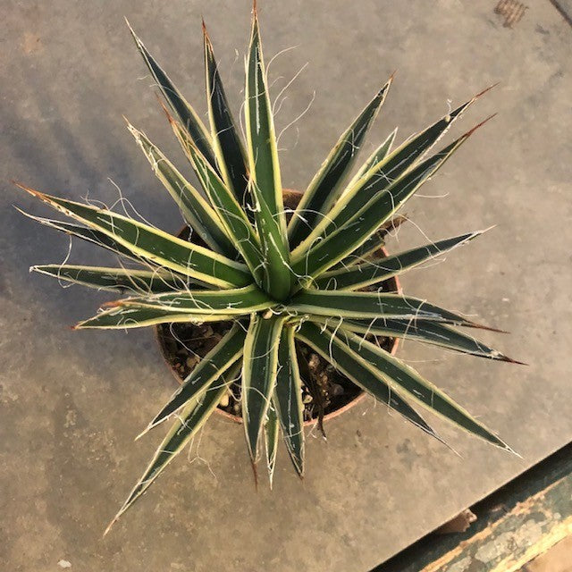 Agave filifera albomarginata cm. 18/20